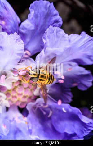Gros plan sur une fleur violette Banque D'Images