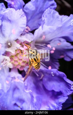 Gros plan sur une fleur violette Banque D'Images