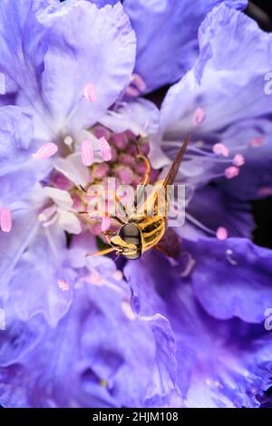 Gros plan sur une fleur violette Banque D'Images