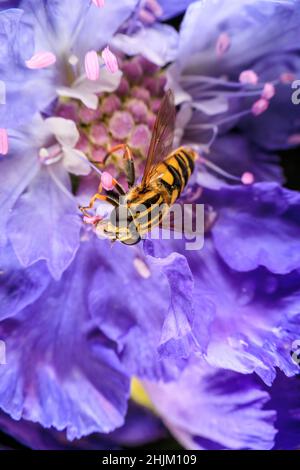 Gros plan sur une fleur violette Banque D'Images