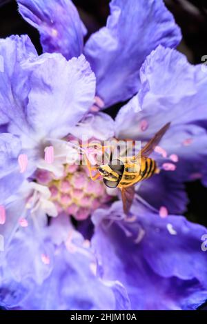 Gros plan sur une fleur violette Banque D'Images