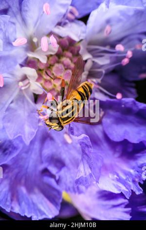 Gros plan sur une fleur violette Banque D'Images