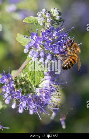 Photo macro d'une abeille pollinisant des fleurs de bluebeard (caryopteris incana) Banque D'Images