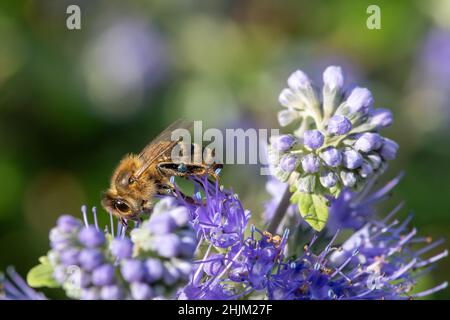 Photo macro d'une abeille pollinisant des fleurs de bluebeard (caryopteris incana) Banque D'Images