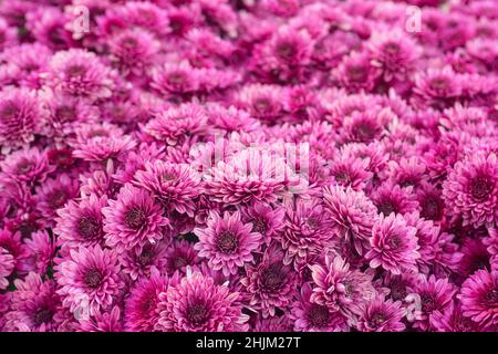 Belles fleurs de chrysanthème.Arrière-plan des fleurs de chrysanthèmes roses.Fond floral. Banque D'Images