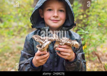 L'enfant tient des champignons dans ses mains.Recherche de champignons dans la forêt.Enfant tient dans ses mains de grands champignons dans la forêt en automne.Forêt m Banque D'Images