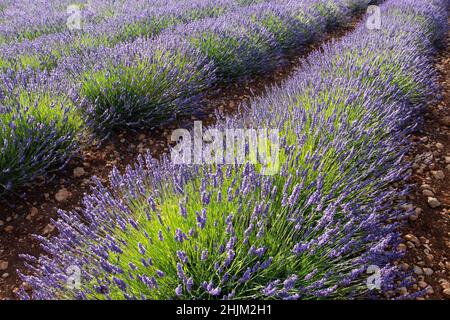 Plantes à fleurs de lavande rangées au champ.Plantation de Lavandula angustifolia avec sol rocailleux rouge. Banque D'Images