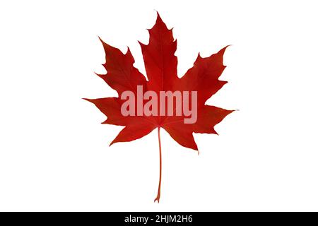 Feuille d'érable canadienne rouge d'automne isolée sur blanc.Symbole du Canada. Banque D'Images