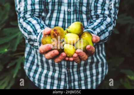 Un homme tenant des figues mûres fraîchement cueillies dans ses mains.Figues fraîches dans les mains des hommes sur un fond de feuilles. Banque D'Images