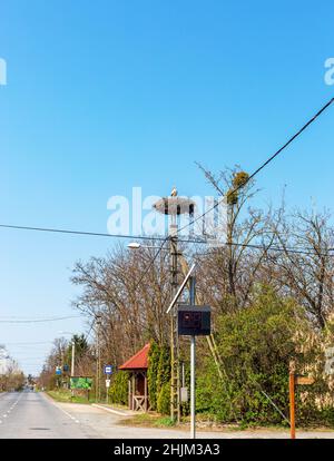 Cigogne blanche en nid sur une plate-forme artificielle sur le lampadaire le long de la route du village. Banque D'Images