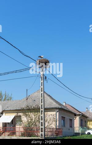 Cigogne blanche en nid sur le lampadaire dans le village Banque D'Images