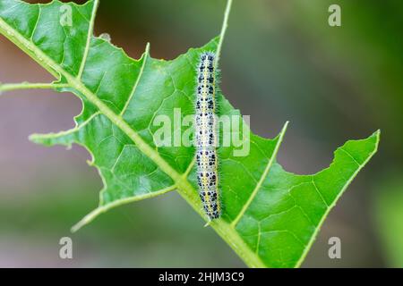 Chou blanc Caterpillar.Gros plan de la chenille blanche de chou en mangeant des trous dans la feuille de chou. Banque D'Images