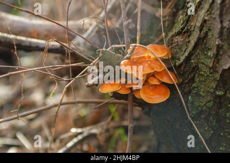 Champignons de forêt comestibles.Champignon du miel sur la souche, de beaux champignons orange. Banque D'Images