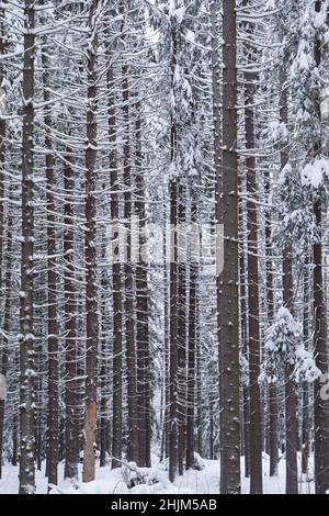 Magnifique paysage de forêt nordique d'hiver, fines hautes fermes et pins anciens arbres couverts de neige Banque D'Images