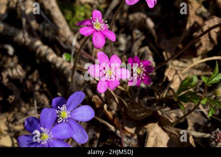 Couleurs roses rares d'Anemone hepatica (Hepatica nobilis).Floraison de liverwort au printemps dans la forêt.Plante forestière sauvage.Gros plan. Banque D'Images