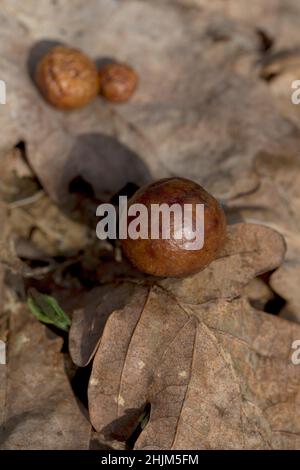 Pomme de chêne ou Galle de chêne sur une feuille sèche tombée dans une forêt au printemps.Infection de l'arbre.Gros plan. Banque D'Images