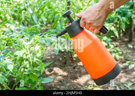 En été, une femme vaporise de pesticides sur une plantation de pommes de terre avec un spray à la main.Une femelle vaporise une plante de pomme de terre. Banque D'Images