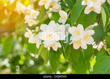 Belles fleurs de jasmin blanches.Belle branche de jasmin en fleur avec des fleurs blanches.Fond naturel avec des fleurs de jasmin sur un Bush.Sélectif FO Banque D'Images