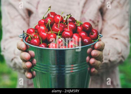 Une femme tient un seau en métal avec des cerises fraîchement cueillies.Une fille tient un seau avec des cerises mûres juteuses. Banque D'Images