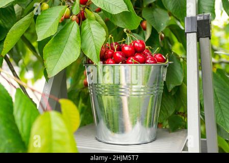 Cerises mûres en seau.Seau avec des cerises fraîchement cueillies sur le dessus de l'échelle dans le jardin. Banque D'Images