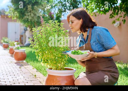 Femme cueillant des feuilles de basilic en pot, maison épicée jardin de plantes Banque D'Images