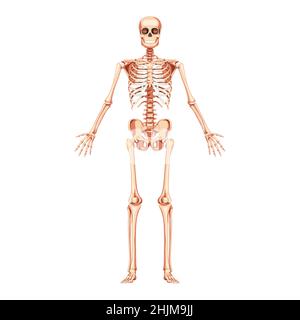 Squelette vue antérieure avant humaine bras ouverts droit.Réaliste anatomique plat naturel couleur concept médicalement précis illustration vectorielle tableau d'illustration de l'anatomie isolé sur fond blanc Illustration de Vecteur