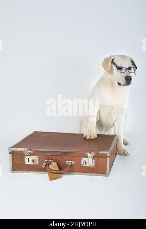 Chien Labrador Retriever puppy assis près d'un sac avec des lunettes en studio Banque D'Images