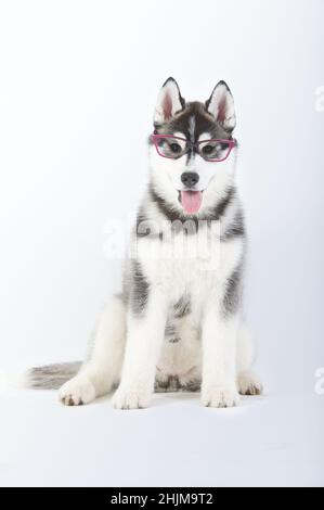 Chien de berger de Sibérie, chiot de race, assis avec des lunettes en studio Banque D'Images