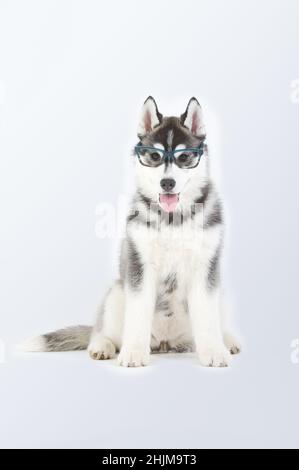 Chien de berger de Sibérie, chiot de race, assis avec des lunettes en studio Banque D'Images