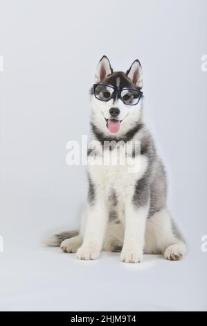 Chien de berger de Sibérie, chiot de race, assis avec des lunettes en studio Banque D'Images