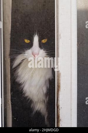 cata noir et blanc avec yeux jaunes regardant à travers l'écran d'une porte coulissante ouverte Banque D'Images