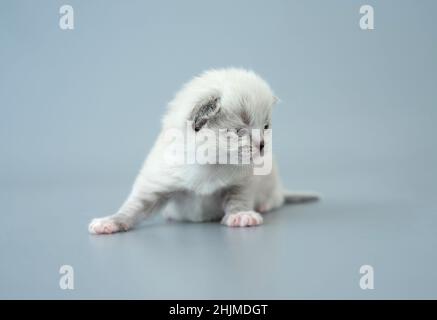 Ragdoll chaton isolé sur fond bleu clair Banque D'Images