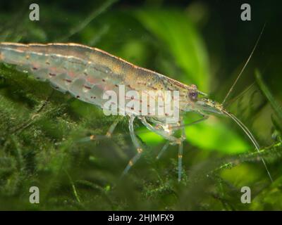 Crevettes Yamato sur mousse de Java Banque D'Images