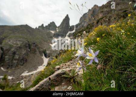 Columbine Bloom de Tuft of Grass avec des montagnes derrière le sentier du glacier Andrews dans le parc national de Rocky Mountain Banque D'Images