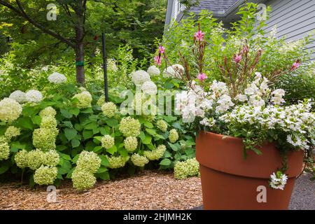 Scaevola aemula 'Surdiva White' - Fée Fée Fan Flower en terre cuite plantoir, Hydrangea arborescens 'Annabelle' arbuste en paillis à la frontière dans le jardin d'arrière-cour. Banque D'Images