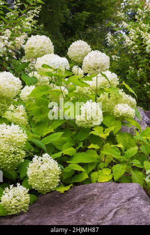 En été, l'arbuste d'Hydrangea arborescens 'Annabelle' se trouve dans la bordure surélevée bordée de rochers du jardin de l'arrière-cour. Banque D'Images