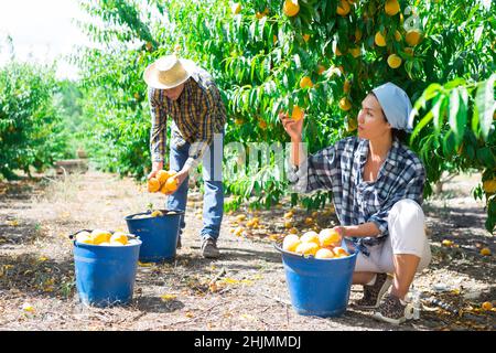 Femme engagée dans le jardinage, cueillant des pêches fraîches mûres dans le verger Banque D'Images