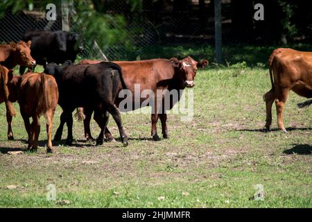 Vaches noires et brunes Banque D'Images