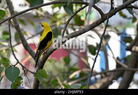 Mumbai, Inde.30th janvier 2022.Un oiseau d'Oriole d'or indien est perché sur la branche d'un arbre.l'oiseau mâle a une bande d'oeil noire s'étendant derrière l'oeil.Crédit : SOPA Images Limited/Alamy Live News Banque D'Images