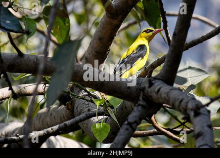 Mumbai, Inde.30th janvier 2022.Un oiseau d'Oriole d'or indien est perché sur la branche d'un arbre.l'oiseau mâle a une bande d'oeil noire s'étendant derrière l'oeil.Crédit : SOPA Images Limited/Alamy Live News Banque D'Images