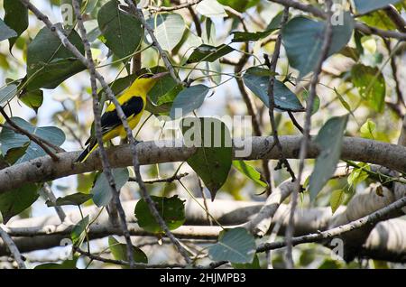 Mumbai, Inde.30th janvier 2022.Un oiseau d'Oriole d'or indien est perché sur la branche d'un arbre.l'oiseau mâle a une bande d'oeil noire s'étendant derrière l'oeil.(Photo par Ashish Vaishnav/SOPA Images/Sipa USA) crédit: SIPA USA/Alay Live News Banque D'Images