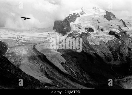 Photographie en noir et blanc d'un aigle survolant le glacier Gornergletscher et la montagne Monte Rosa, Zermatt, Alpes suisses, Suisse, Europe, 2009. Banque D'Images