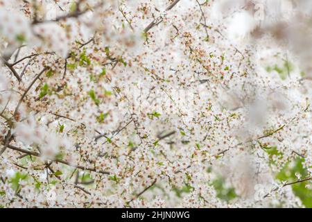 Sakura en fleurs fleurs blanches fleurs de cerisier close-up Banque D'Images