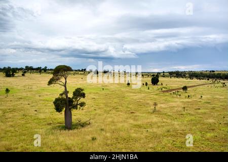 L'antenne du Queensland Bottle Tree au sol a été autorisée pour les bovins qui broutage le Cambodge Queensland Australie Banque D'Images