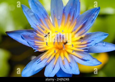 Belle fleur de nénuphars gros plan, les abeilles chargées collectent le nectar le matin. Des gouttes de rosée sur les pétales de la vue de dessus. Banque D'Images