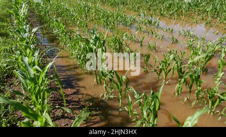 Champ de maïs inondé dans une rangée après la montée d'orage.Plantes vertes dans l'eau brune.Répétition.Vue grand angle. Banque D'Images