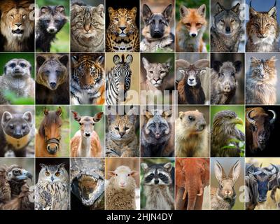 Gros plan collage de 32 portraits d'animaux et d'oiseaux Banque D'Images