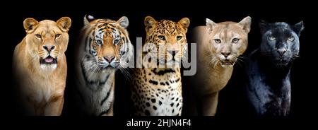 Gros portrait de gros chats sauvages (lion, tigre, léopard, puma) sur fond noir Banque D'Images