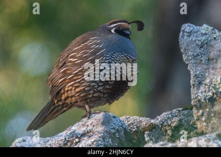 Caille de Californie (Callipepla californica) perchée sur des rochers dans le parc historique de l'État d'Olompali, dans le comté de Marin, en Californie. Banque D'Images