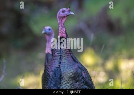 Une paire de dindes sauvages (Meleagris gallopavo) dans le parc national historique d'Olompali, dans le comté de Marin, en Californie. Banque D'Images